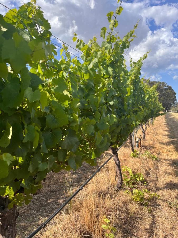 Island Brook Estate Vineyard And Chalets Yelverton Extérieur photo